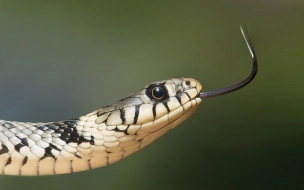 Змеи могли произойти от животных, которые выжили после падения астероида 