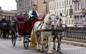 В Петербурге хотят определить места, где можно кататься на лошадях