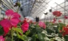 1,5 миллиона цветов в 2022 году вырастят в новой теплице в Петербурге