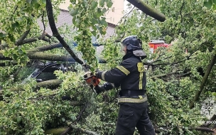 Упавшее на проспекте Юрия Гагарина дерево убило жительницу Петербурга