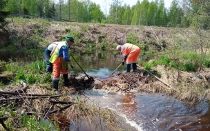 Семейство бобров едва не затопило дорогу в Ленобласти