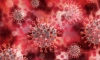 Вирусолог из США заявил, что коронавирус мог эволюционировать в теле китайского шахтера в 2012 году