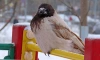 Орнитолог прокомментировал "появление" в Петербурге коричнево-бежевых ворон