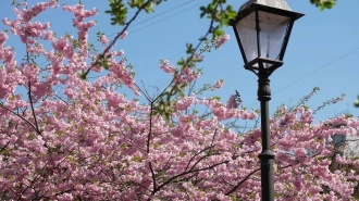 Петербуржцам назвали места, где все еще можно полюбоваться цветением сакуры