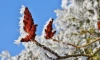 В Ленобласти 3 декабря ожидается до -12 градусов