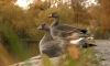 На озере Сестрорецкий разлив на отдых остановилось два диких гуся