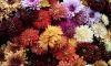 В магазинах России может начаться дефицит цветов
