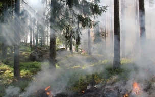 В Ленобласти 5-7 июня повышается вероятность возникновения природных пожаров