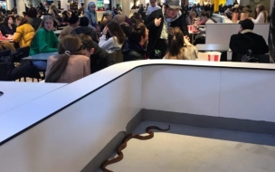 В торговом центре "Галерея" петербуржцы заметили живую огромную змею