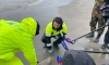 На побережье Каспийского моря в Дагестане выбросило более чем 1,7 тысячи туш мертвых тюленей