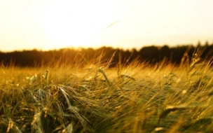 Эксперты прокомментировали заявление МИД о провале зерновой сделки