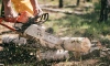 Уголовное дело о незаконной вырубке леса в Ленобласти станет прецедентом