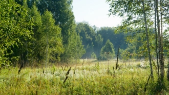 Около деревни Борисово заблудилась женщина в лесу