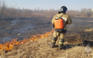 Поджоги сухой травы в Ленобласти были зафиксированы девять раз