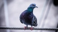 В Петербурге решают кормить или нет диких голубей