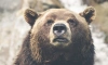 Петербуржцам рассказали, как себя вести при встрече с медведем