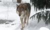 В Ленинградском зоопарке умерла волчица по кличке Тень