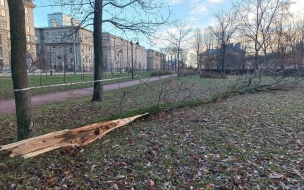 За выходные в Петербурге рухнули более 60 деревьев