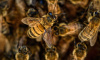 В Ломоносовском районе коммунальщики спасли 87-летнюю пенсионерку от пчел