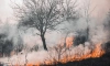В Курортном районе горит лес на площади 1,5 га