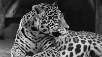 В Ленинградском зоопарке скончалась 24-летняя самка ягуара Агнесса