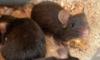 Более сотни лабораторных мышей и крыс проверили в Пулково