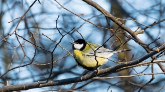 Птицы в Петербурге стали больше щебетать с приближением весны