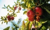 Ленобласть встречает Яблочный Спас лужскими яблоками
