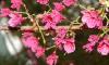 В Ботаническом саду цветет сакура свекольного цвета