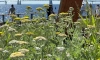 Фото: на набережной в Севкабель Порту высадили луговые травы
