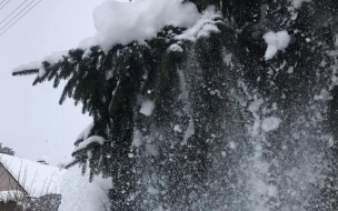 В отдельных районах Ленобласти ожидается налипание мокрого снега