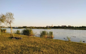 Петербуржцам рассказали, где можно безопасно пожарить шашлыки
