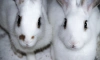 Работу детской комнаты в петербургском ресторане приостановили из-за кроликов