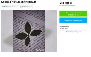 На "Авито" жители Мурино продают "волшебный" клевер за 500 тыс. рублей
