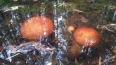 В Ленобласти грибы утонули в лужах из-за обильных ...