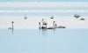 На севере Петербурга заметили лебедей-кликунов 