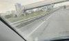 Два дня на Московском шоссе лежала мертвая лиса