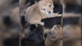 На складе в Ломоносове нашли больше 25 щенков