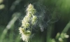 Иммунолог рассказала, как аллергикам пережить весеннее цветение