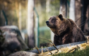 В Ленобласти медведи нападают на людей и раскапывают могилы