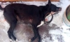 В Ленобласти охотовед на снегоходе застрелил домашнюю собаку