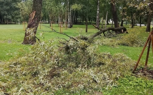 На прошлой неделе шторм повалил свыше 30 деревьев в Петербурге
