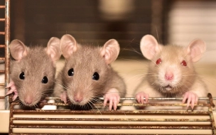 Ученые из Шанхая заставили рожать самцов крыс 