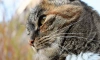 Кота с отрубленными газонокосилкой лапками нашли у парадной на Савушкина