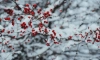 В Ленобласти 12 ноября ожидаются дожди и мокрый снег
