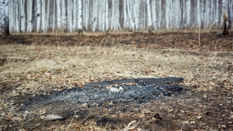 Режим пожароопасности в Ленобласти отменён указом губернатора 