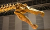 На Петроградской стороне петербуржцы заметили скелет динозавра