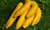 С начала года в Петербург привезли 972 тысячи тонн бананов
