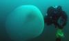 Раскрыта тайна огромных студенистых шаров у берегов Норвегии