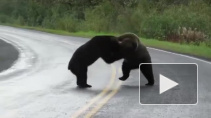 Видео из Канады: На автомобильной трассе два медведя устроили поединок